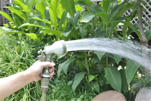 浇花用什么水浇比较好,浇花用什么水可以杀虫 浇花用什么水浇比较好,浇花用什么水可以杀虫