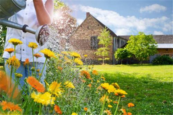 啤酒可以浇花吗?适合哪种花呢?,啤酒可以浇花吗?怎么浇