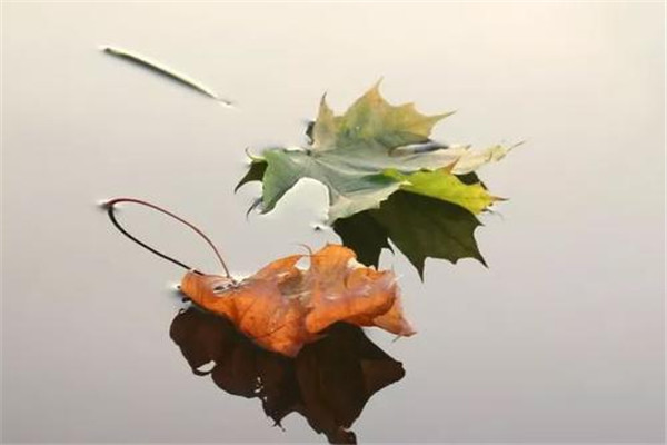 立秋饮食养生,立秋饮食养生的注意点有哪些