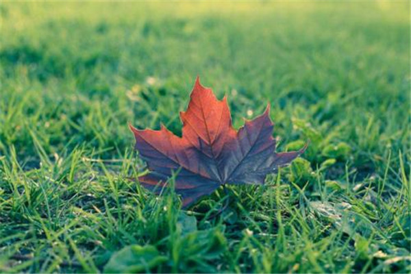 早立秋好还是晚立秋好?,早立秋和晚立秋的区别