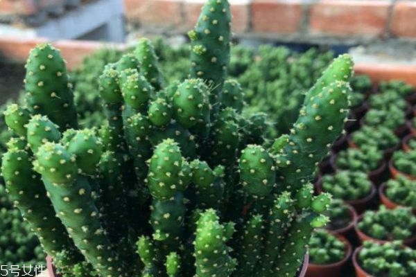 仙人掌生活在什么样的环境里,仙人掌的生活环境是什么