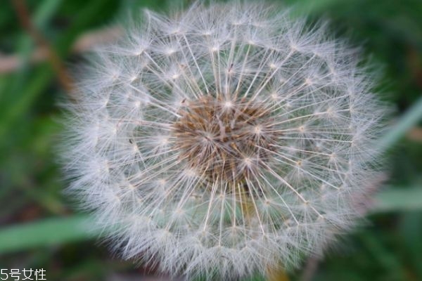 蒲公英是治什么的有什么作用,蒲公英的功能有哪些?功效有哪些?