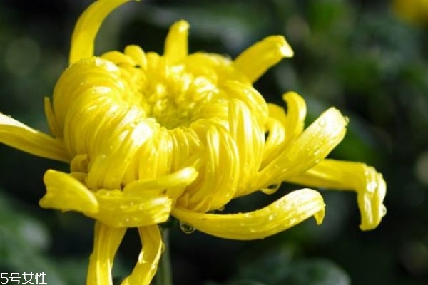 菊花有什么功效呢?,菊花有什么用处和功效