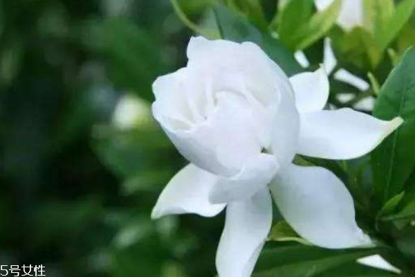 栀子花有什么用途,栀子花的作用和价值