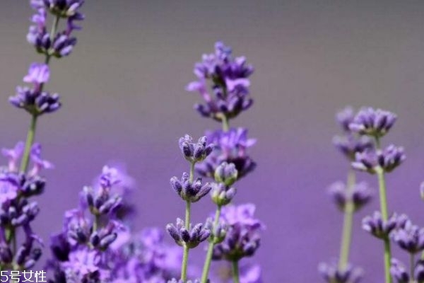 薰衣草什么寓意是什么,薰衣草的象征