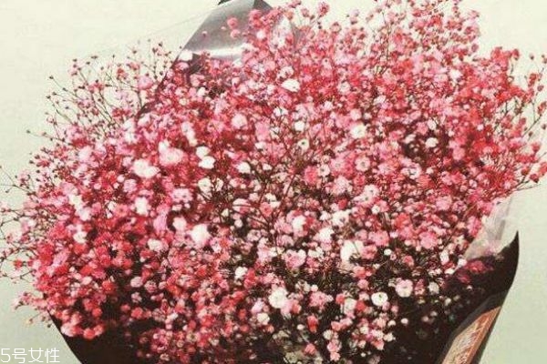 满天星的寓意是什么?,康乃馨和满天星的寓意是什么