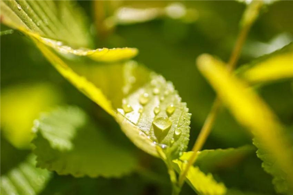 小满之后的节气是什么,小满是第几个节气