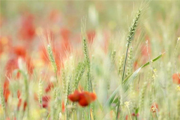 小满吃什么养生窍门,小满吃什么养生