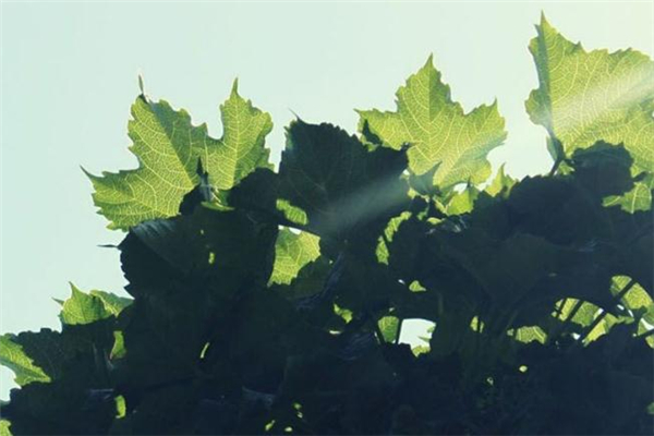 大满小满是什么节气,小满是什么节气什么意思