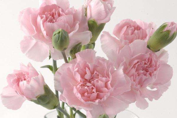 除了康乃馨还可以送什么,康乃馨适合送什么人