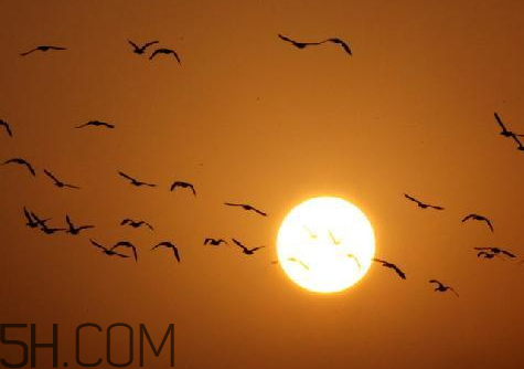 惊蛰节气气候特点,惊蛰节气的物候特点