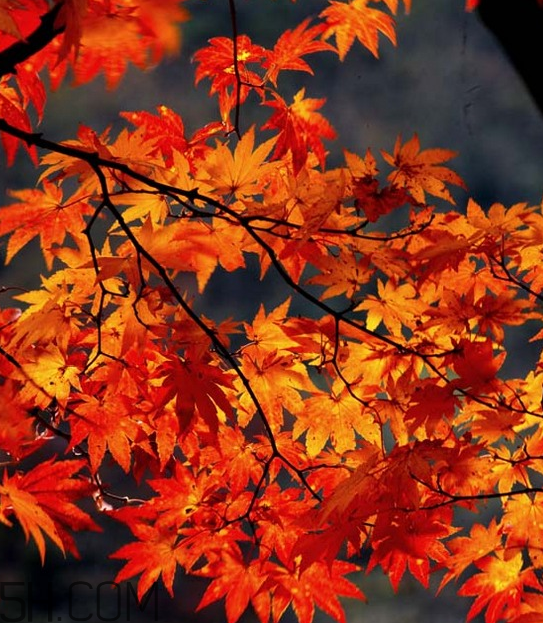 枫叶能治什么病,枫树的果实可以治什么病