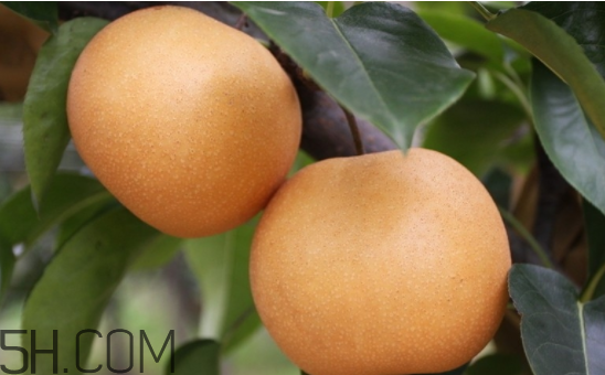 秋老虎是什么吃的,秋老虎季节饮食上注意什么 秋老虎是什么吃的,秋老虎季节饮食上注意什么