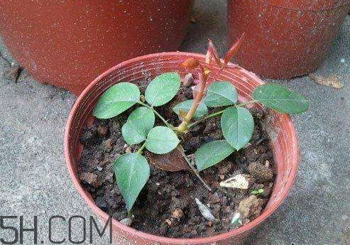 月季的生长条件,月季生长环境条件