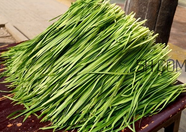 怎样种韭菜才能长得好,怎样种韭菜根 怎样种韭菜才能长得好,怎样种韭菜根