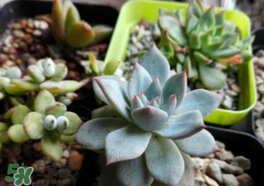 花盆怎么换土,我想买花盆到哪里有