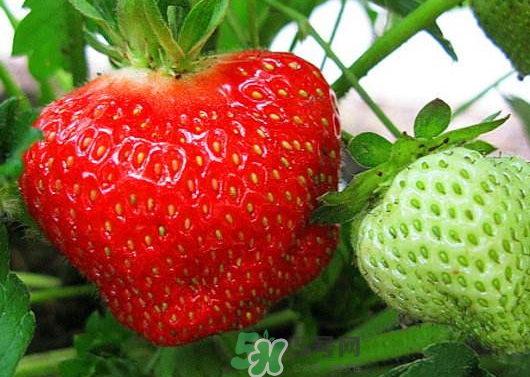 草莓种植技术和管理,草莓怎样种植和管理