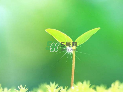 白露种什么菜好,白露种什么菜合适