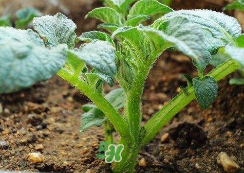 土豆的生长温度多少合适,土豆的生长温度是多少