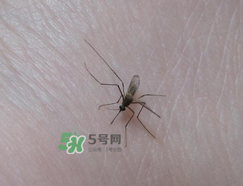 北方的蚊子什么时候没有,蚊子什么时候没有