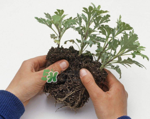 菊花的扦插方法及时间,茶花的扦插方法 菊花的扦插方法及时间,茶花的扦插方法