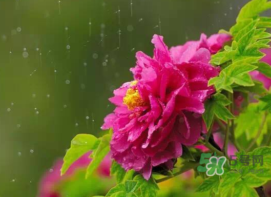 处暑节气是什么意思,处暑是哪个节气