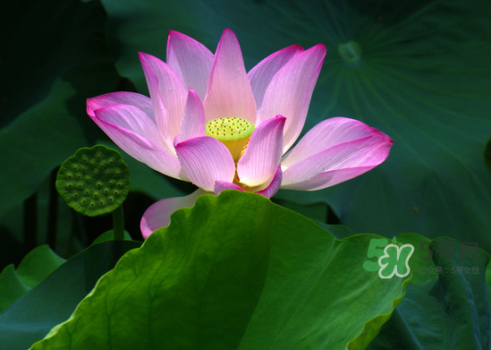 荷花的生长特点,荷花的生长环境和生长特点 荷花的生长特点,荷花的生长环境和生长特点