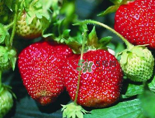 草莓的上市时间,草莓大概什么时候上市
