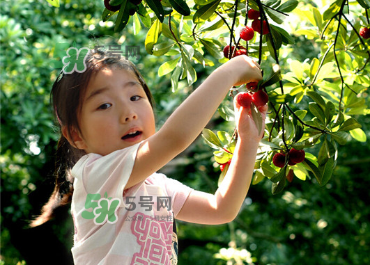 杨梅的生长环境及条件,杨梅的生长环境及特性