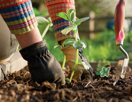 立秋农业谚语,立秋农业谚语大全100条
