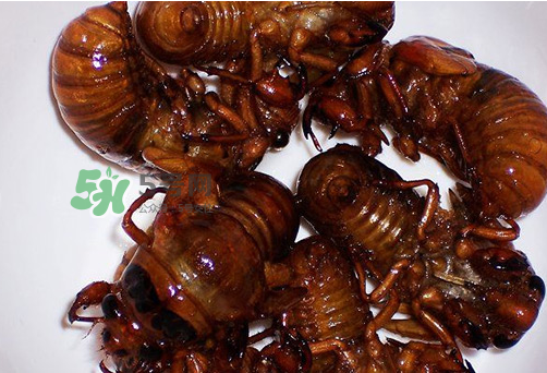 金蝉放冰箱时间长了还可以吃吗,金蝉在冰箱冷冻可以储藏多久