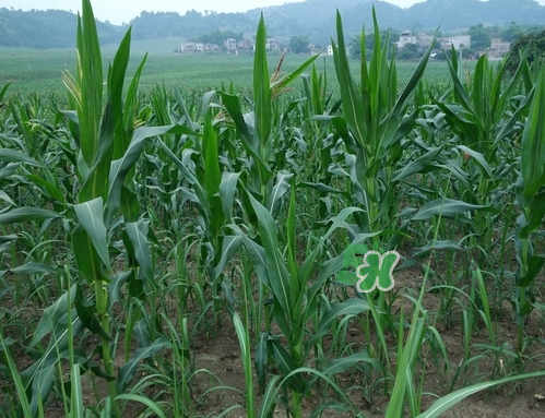 玉米的种植方法和技术,玉米的种植方法步骤