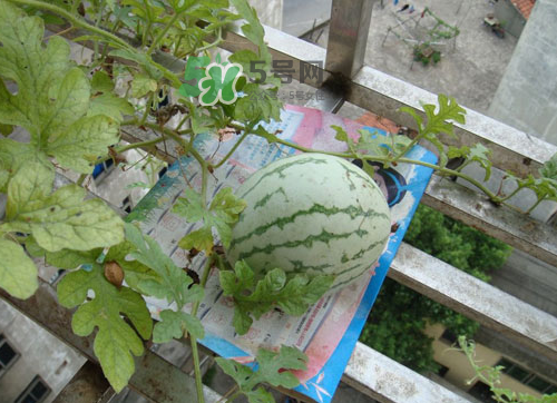 什么时候适合种西瓜,西瓜适合几月份种