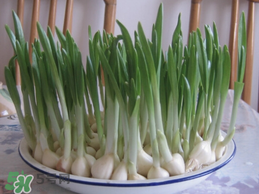 大蒜发芽了可以种植吗,蒜如何种植才能出芽 大蒜发芽了可以种植吗,蒜如何种植才能出芽