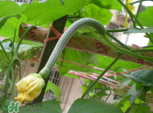 丝瓜的种植环境,丝瓜的生长环境