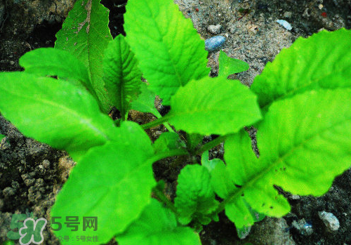 三伏天是什么时候入伏,三伏天是什么时候到什么时候结束