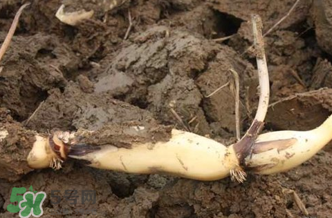 莲藕的生长过程示意图,莲藕的生长过程图片视频 莲藕的生长过程示意图,莲藕的生长过程图片视频