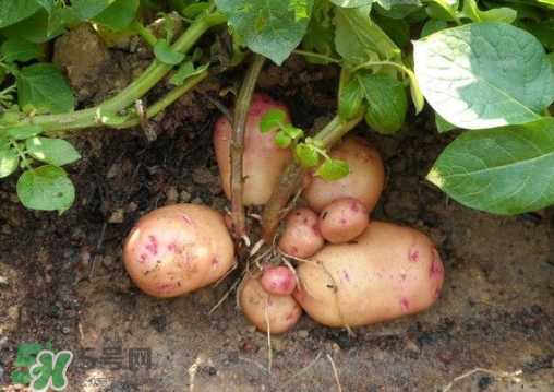 土豆生长的知识,土豆生长特性 土豆生长的知识,土豆生长特性