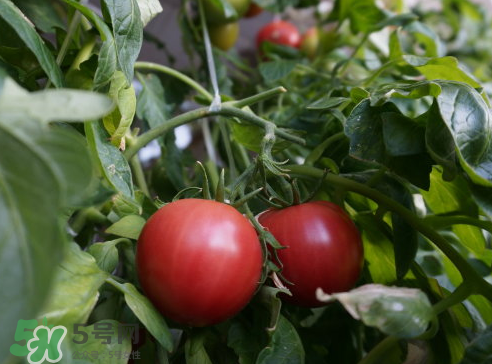 西红柿的生长特点,西红柿的生长环境和过程 西红柿的生长特点,西红柿的生长环境和过程