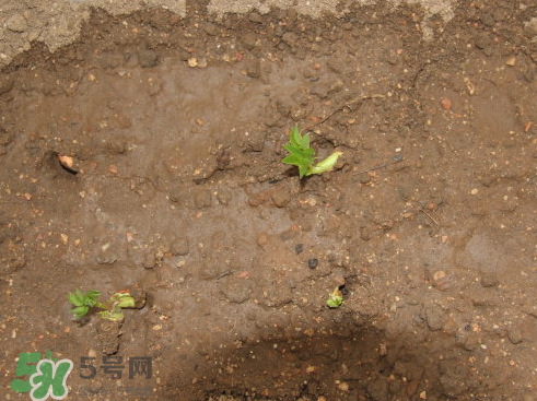花生栽培技术要点,花生的栽培技术 花生栽培技术要点,花生的栽培技术