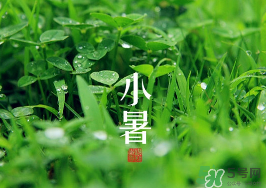 小暑种什么菜露天,小暑种什么菜