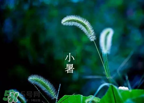 什么是头伏二伏三伏,什么是头伏天 什么是头伏二伏三伏,什么是头伏天