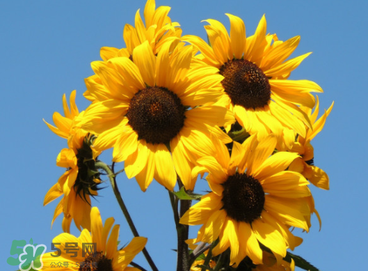 向日葵的生长环境和生长特点,向日葵的生长环境和特征