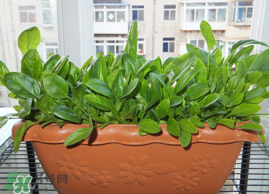 夏天蔬菜有哪些品种,夏天吃什么蔬菜好