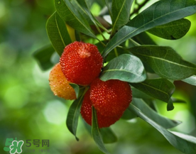 杨梅的成熟时间,杨梅的成熟时间需要多少天