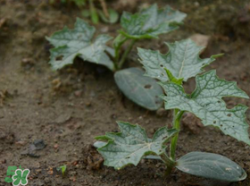 丝瓜的生长环境要求,丝瓜的生长环境