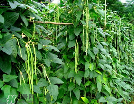 豆角什么季节种植,长豆角的种植时期