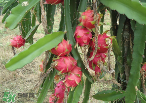 火龙果的生长特性及其自然环境关系,火龙果的生长特点 火龙果的生长特性及其自然环境关系,火龙果的生长特点