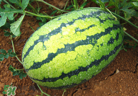 西瓜的生长环境和气候,西瓜的生长环境特点