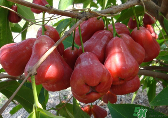 7月份有什么水果成熟,7月份有什么水果